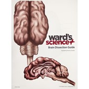 Brain Visual Dissection Guide